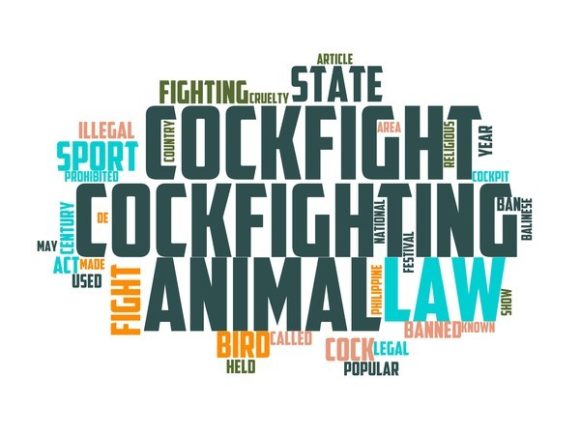 Cockfighting Typography Crafting
