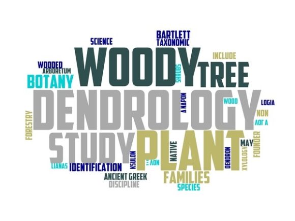 Dendrology Typography Tie Dye